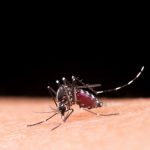 Dengue: atenção aos primeiros sinais pode salvar vidas