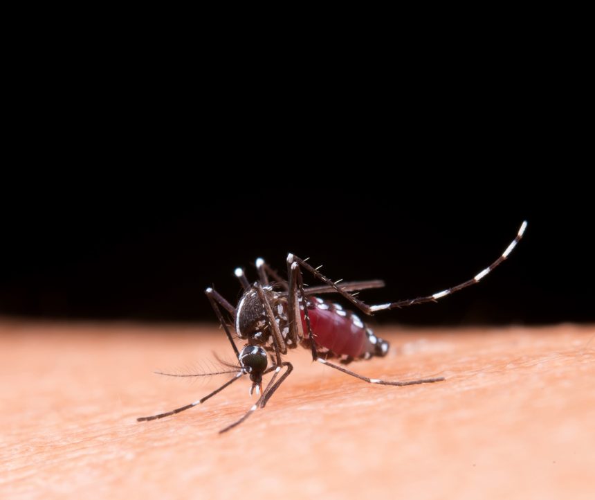 Dengue: atenção aos primeiros sinais pode salvar vidas