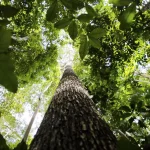 Banco da Amazônia amplia crédito verde e reforça apoio a pequenos empreendedores