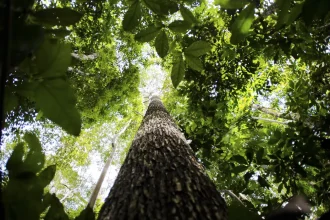 Banco da Amazônia amplia crédito verde e reforça apoio a pequenos empreendedores