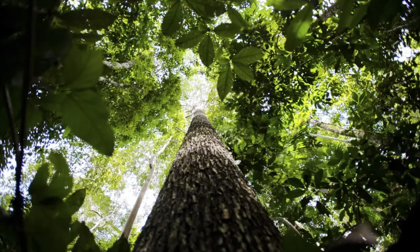 Banco da Amazônia amplia crédito verde e reforça apoio a pequenos empreendedores