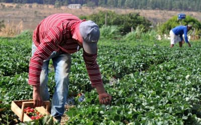 Plano Safra 2025/2026: crédito rural empresarial cresce 6% e soma R$ 316,57 bilhões