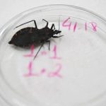 Bahia e Pará reforçam ações contra a doença de Chagas após aumento de casos