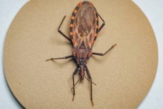 Doença de Chagas: 155 municípios prioritários recebem quase R$ 12 milhões para ações de vigilância