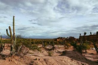 Brasil apresenta na COP17 ações de combate à desertificação e recuperação de áreas degradadas