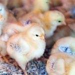 Indústria de ovos: incubatório na Região Sul do país mata em um dia 35 mil pintinhos machos, revela organização