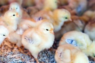 Indústria de ovos: incubatório na Região Sul do país mata em um dia 35 mil pintinhos machos, revela organização