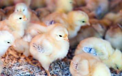 Indústria de ovos: incubatório na Região Sul do país mata em um dia 35 mil pintinhos machos, revela organização