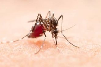Dengue: casos prováveis caem 70% no Brasil em 2026