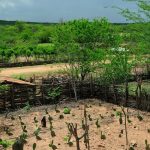 El Niño: agro do Nordeste deve priorizar conservação do solo, uso eficiente da água e formação de reservas