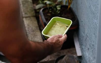 Quase metade dos municípios está em alerta ou risco para presença do Aedes aegypti